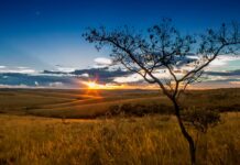 COP30: GOIÁS TERÁ REPRESENTANTE OFICIAL NAS NEGOCIAÇÕES DA ONU EM DEFESA AMBIENTAL DO CERRADO